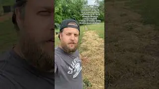 Homesteading tip: use straw around your plants in the garden! So many benefits!