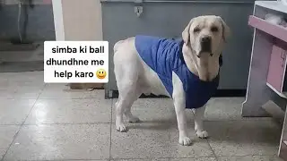 Simba ki ball kho gai #labrador #doglover #pets #cute #dogvideos #minivlog #dogvlog #ytvideo #simba 