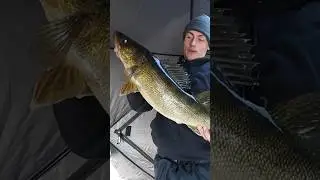 Giant Walleye on Bay of Quinte with @CastandConquer #bayofquinte #fishing #icefishing #walleye