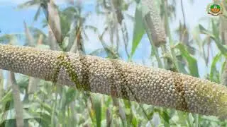 Pearl millet CO 10