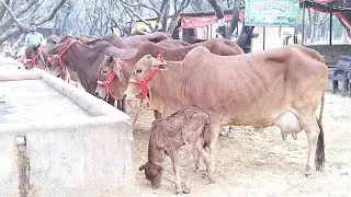 🌳👌 टाॅप ब्रीड साहीवाल kalu bhai dairy farm पर उपलब्ध भारी लाॅट | sahiwal cow | cowforsale 