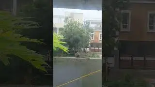 🌈✨🎊squirel dance 🐿️🐿️🎊..