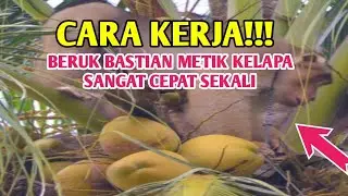 CARA KERJA BERUK BASTIAN METIK KELAPA SANGAT CEPAT SEKALI