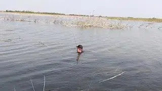 Nyaris Tenggelam Di rawa Lamongan