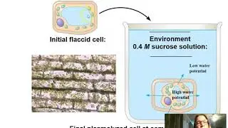 VIDEO 3 WATER MOVEMENT ACROSS PLANT CELL MEMBRANES