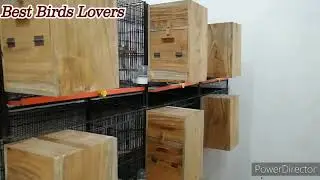 Green Ringneck Breeding Tips & Softfood @bestbirdslovers