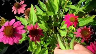 Wilson's Garden Center: Dead Heading Coneflowers