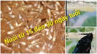 Cách Ép cá Betta: nuôi cá bầy từ 15 đến 30 ngày tuổi (Phần 4)