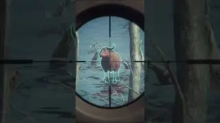Hunting water buffalo to get ready for new map #cotw #gaming #xbox #hunting #buffalo