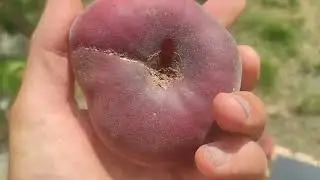 Инжирный персик Пинк ринг/Pink Ring 12.08.2023