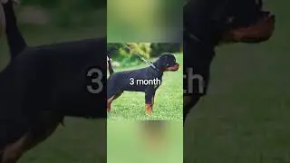 Rottweiler dog puppy growth 1day and hero😎😎🔥🔥