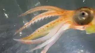 Gonatus squid | iNaturalist Observation 255559290 video voucher
