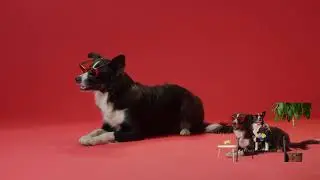 Funny Corgi Video || Copy the Corgi style Do you like #corgivideo #funnycorgi
