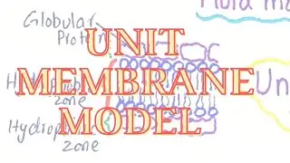 unit membrane model of plasma membrane
