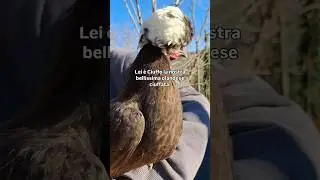 Ciuffo, la gallina Olandese ciuffata #shorts #vitainfattoria #farmlife #animali #animals