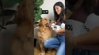 Cause the world needs more Charlie 🐾🐕🤪 #petcontent #dogcontent #ugccreator