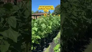 I won&rsquo;t be growing a sunflower fence this year #gardening #garden