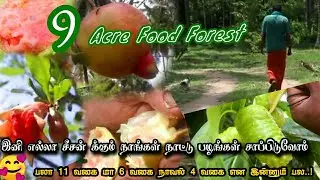 பழக்கடைக்கு GooD ByE சொல்லும்  பெண்மணி 😍 Let's Goo Food Forest Tour🌱🐣Health+Income #1stone2Mangoes