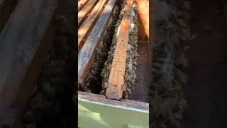 Quick Hive Inspection