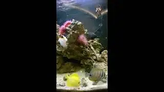 yellow tang, desjardin sailfin tang, clown