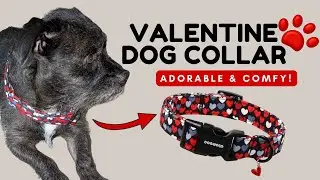DOGWONG Valentine Dog Collar Review ❤️ Cute, Comfy & Perfect for Everyday Walks #amazonfinds #ad