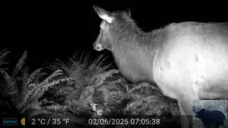 Big Elk at Night