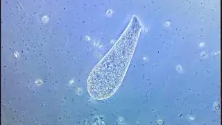 Инфузория Spathidium. 500х; 1000х \ Ciliate Spathidium. 500x; 1000х