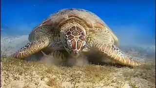 Egypt JAZ Costa Mares (ex.Iberotel Costa Mares) Marsa Alam 06.2025 Черепахи готеля