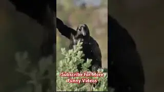 Funny Crow Dance #crow #shortsvideo #funny #foryou #subscribe