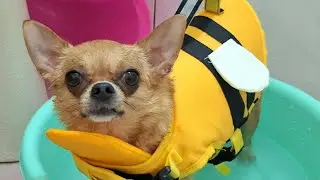 吉娃娃：旦寶家的戲水時光 CHihuahua Water Fun