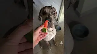 Great Dane and Cane Corso eating watermelon on a hot summer day 🍉🍉🍉 // #greatdane #canecorso