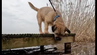 Border Terrier Woody rondje Zilvermeer (België)