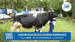 Taurul Max din rasa Bălțată cu Negru Rom&acirc;nească