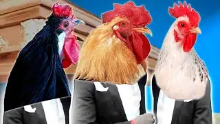 Rooster 