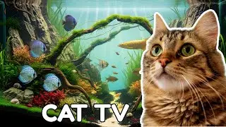 Cat TV | Underwater Fish Scenes for Cats to Watch &ndash; 2 Hours EP.12