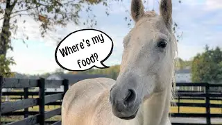 Dinner Time for Horses! Follow Along with a Feeding
