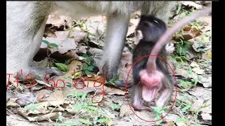 Ah! Why newborn baby monkey got like this? It looks so pity for newborn baby monkey