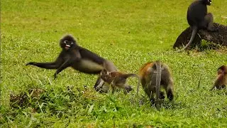 Langur and macaque monkeys in Botanic Gargen Penang Malaysia 11/25