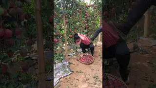 Amazing & Delicious Passion Fruit Harvesting | Fresh Fruit With Rural Farmer #shorts #youtubeshorts