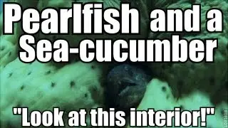 Pearlfish and a Sea-cucumber