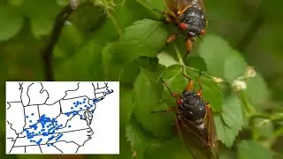Billions of cicadas set to descend as &lsquo;rolling emergence&rsquo; hits East Coast