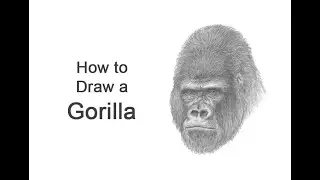 How to Draw a Gorilla (Head Detail)
