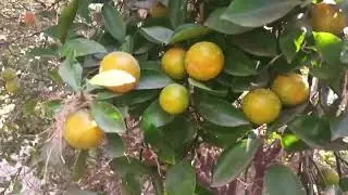 #nature #fruit #saveenvironment