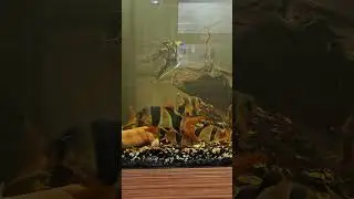 A small piece of frozen bloodworms has them moving... Clown Loaches in a 125G