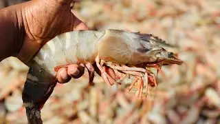 Biggest fish Market ||Malpe fish harbor Big shrimps || how to buy fish from malpe || coastal Fishing