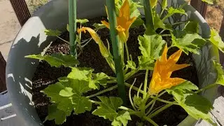 Grow, Harvest, And Fry Squash Flowers