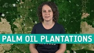 Earth from space: Palm oil plantations, Borneo