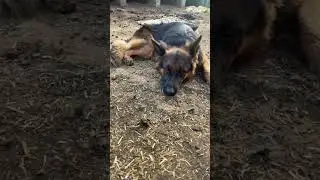 Extreme German Shepherd Activities