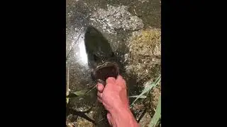 4 lbs bass out of a small Utah pond