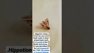 Hippotion celerio,  hawk-moth&nbsp;or&nbsp;silver-striped hawk-moth, is a&nbsp;moth&nbsp;of the family&nbsp;Sphingidae.